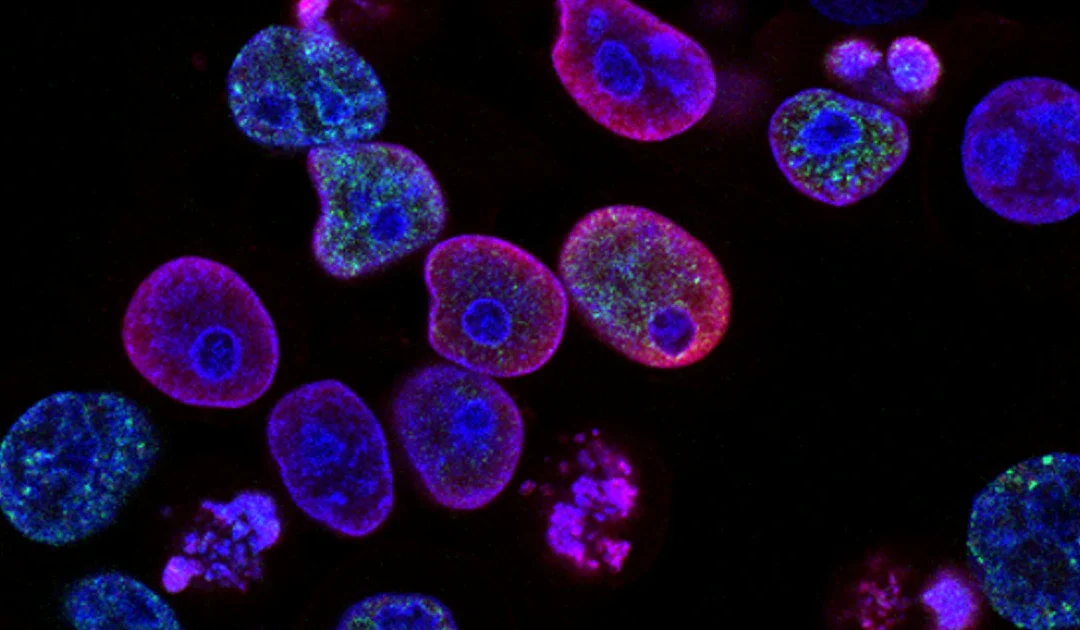 UE2 PASS médecine Marseille — biologie cellulaire et histologie